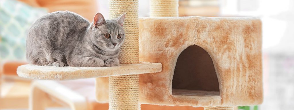 Cat Houses Thumbnail