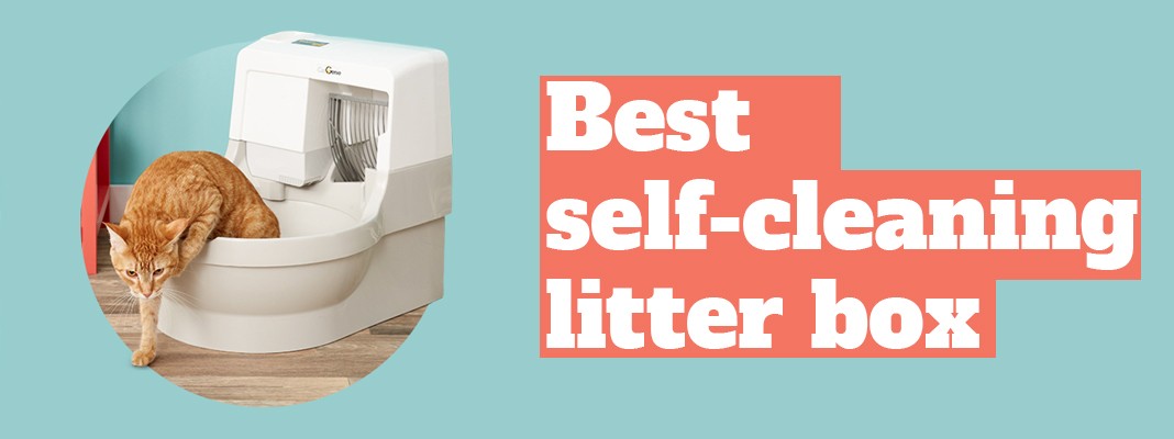 Best self-cleaning litter box