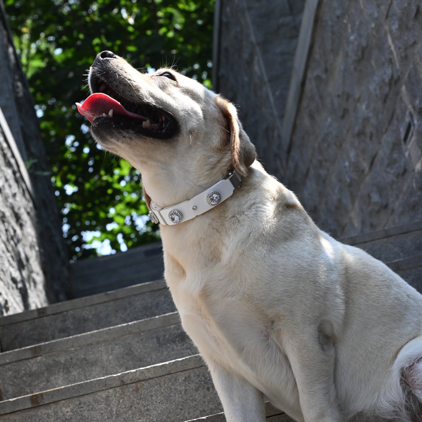 PaaaWOW dog collar lifestyle image