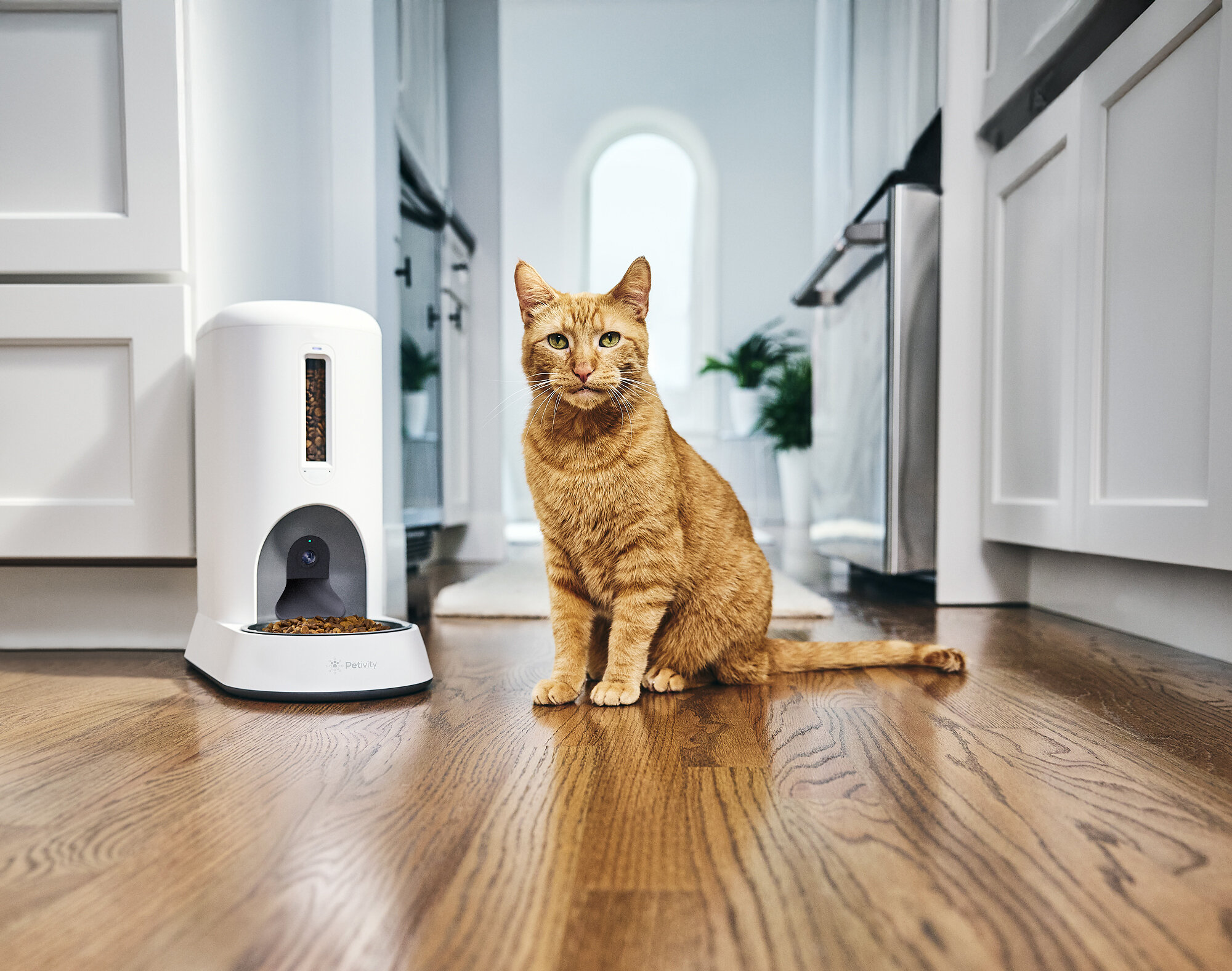 The New Petivity Cat Feeder Claim To Check Before AI Counts Dinner